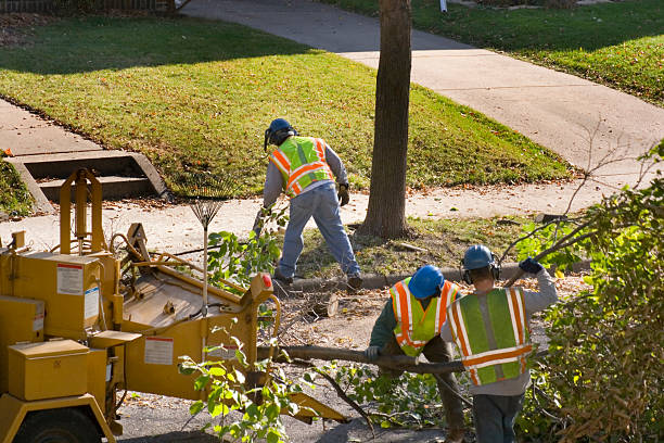 Lawn Disease Treatment