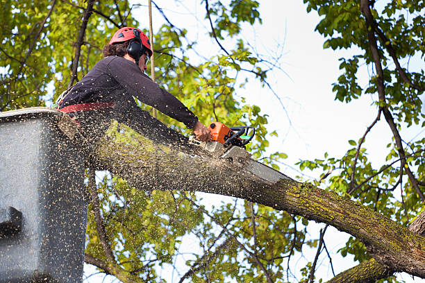 Why Choose Our Tree Removal Services in Oakes, ND?